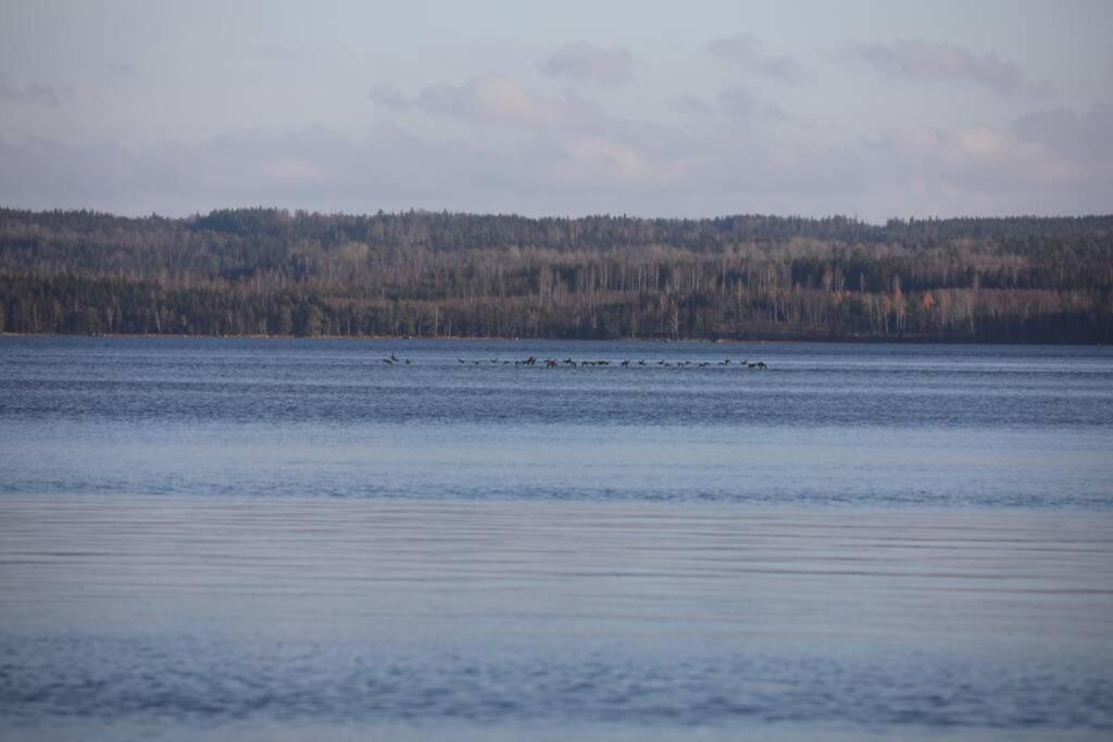 Sjoenaera Stuga Med Bat Och Bastu Ramkvilla Exterior photo